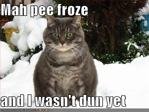 funny-pictures-snow-cat-frozen-pee